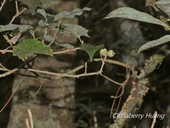 Quercus stenophylloides