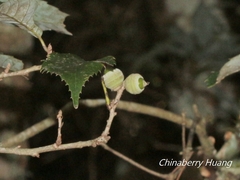 Quercus stenophylloides