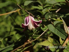 Clematis lasiandra