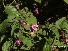 Clematis lasiandra