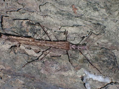 Trachythorax maculicollis