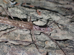 Trachythorax maculicollis