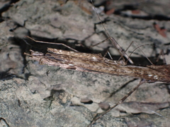 Trachythorax maculicollis