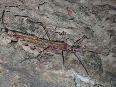 Trachythorax maculicollis