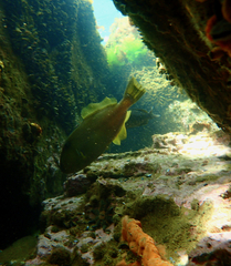 Meuschenia freycineti