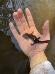 Paramesotriton hongkongensis