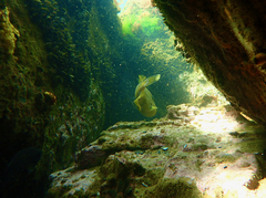 Meuschenia freycineti
