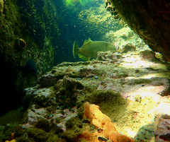 Meuschenia freycineti