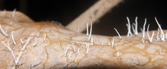 Xylaria filiformis