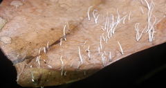 Xylaria filiformis