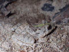 Fejervarya limnocharis