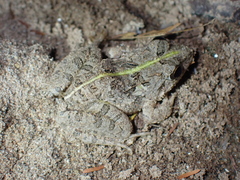 Fejervarya limnocharis