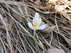 Crocus vernus
