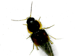 Tachyporus hypnorum