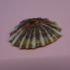 Siphonaria denticulata