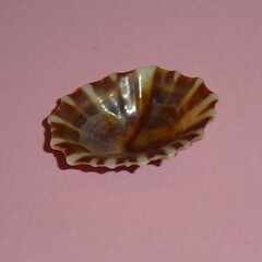 Siphonaria denticulata