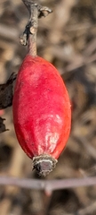 Rosa canina
