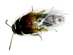 Tachyporus hypnorum