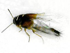 Tachyporus hypnorum