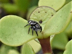 Hyllus
