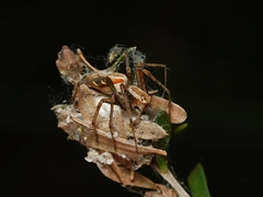 Oxyopes amoenus