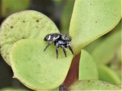 Hyllus