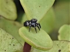 Hyllus