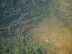 Pacifastacus leniusculus