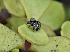 Hyllus