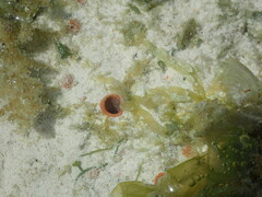 Spheciospongia peleia