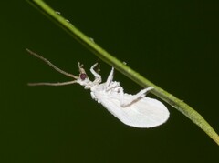 Conwentzia