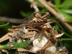 Oxyopes amoenus