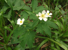 Ranunculus aconitifolius