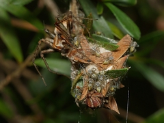 Oxyopes amoenus