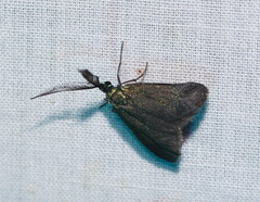 Pollanisus lithopastus