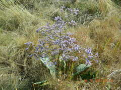 Limonium gmelinii