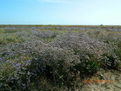 Limonium gmelinii