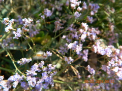 Limonium gmelinii