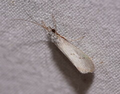 Asmicridea edwardsii