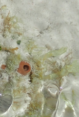 Spheciospongia peleia