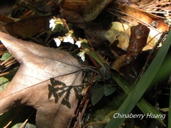 Odontochilus yakushimensis