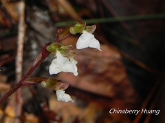 Odontochilus yakushimensis