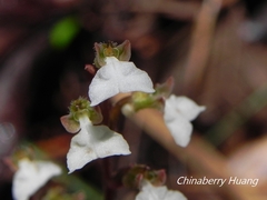 Odontochilus yakushimensis