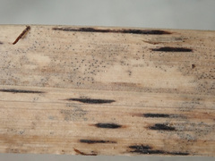 Dothideomycetes