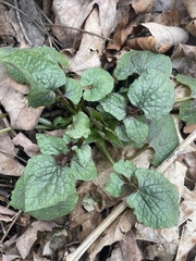 Valeriana pauciflora