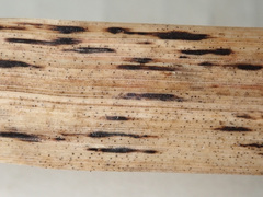 Dothideomycetes