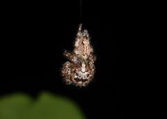 Anarrhotus fossulatus
