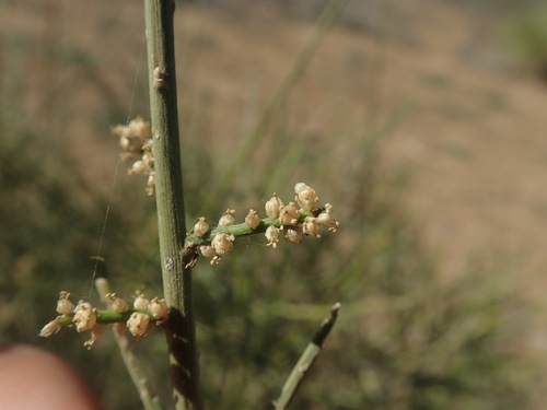 Henonia scoparia image