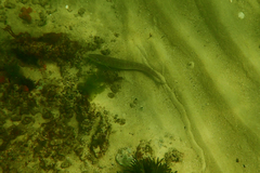 Sillaginodes punctatus