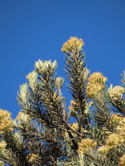 Linochilus rosmarinifolius